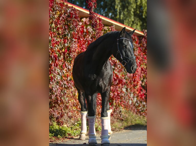 Wuerttemberg Gelding 15 years 16,1 hh Smoky-Black in AltenstadtAltenstadt