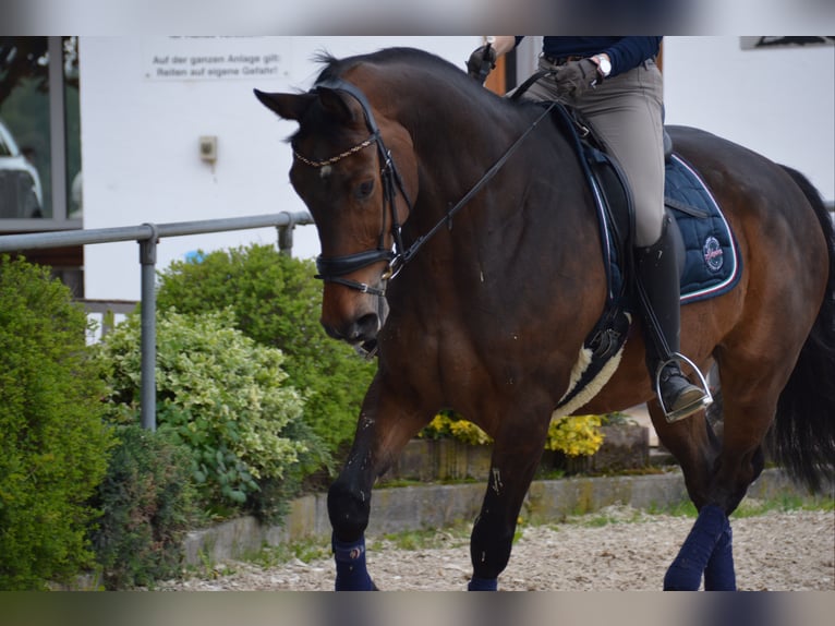 Wuerttemberg Gelding 15 years 16,2 hh Brown in Westendorf