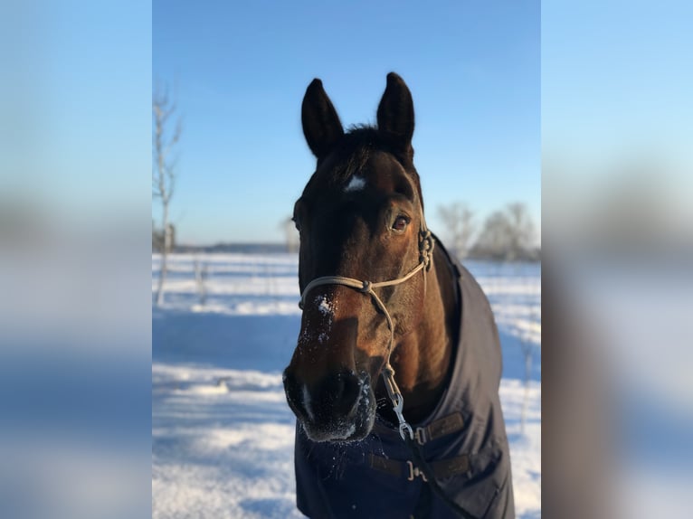 Wuerttemberg Gelding 15 years 16,2 hh Brown in Westendorf