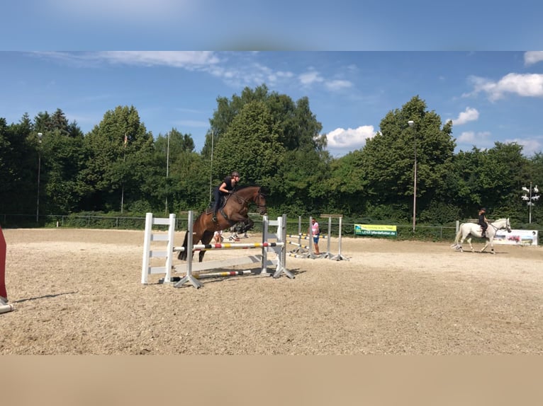 Wuerttemberg Gelding 15 years 16,2 hh Brown in Westendorf