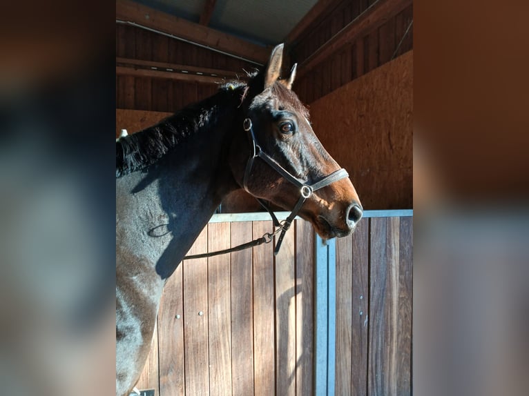 Wuerttemberg Gelding 15 years 16.2 hh Brown in Steinheim am Albuch