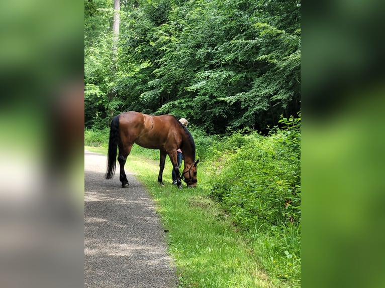 Wuerttemberg Gelding 15 years 16,3 hh Brown in Sindelfingen