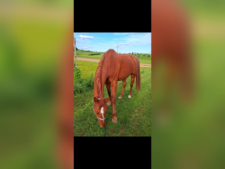 Wuerttemberg Gelding 15 years 16 hh Chestnut-Red in Marbach am Neckar