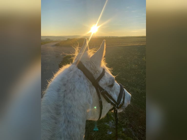 Wuerttemberg Gelding 15 years 16 hh Gray in Weil der Stadt