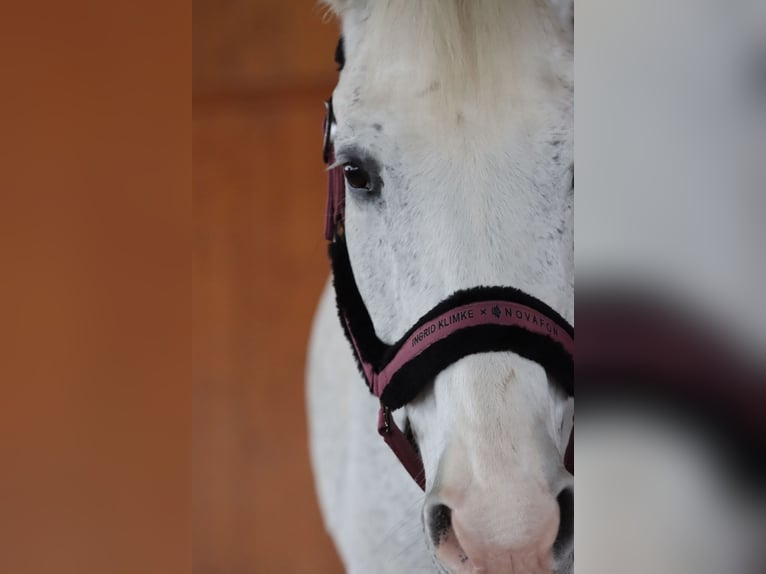 Wuerttemberg Gelding 15 years 16 hh Gray in Weil der Stadt