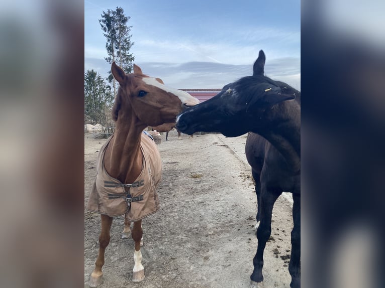 Wuerttemberg Gelding 15 years 16,1 hh Chestnut-Red in Sch&#xF6;mberg