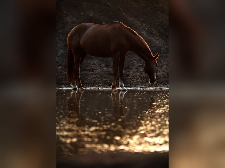 Wuerttemberg Gelding 15 years 16,1 hh Chestnut-Red in Sch&#xF6;mberg