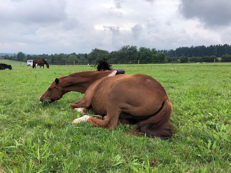 Wuerttemberg Gelding 15 years 16,1 hh Chestnut-Red in Sch&#xF6;mberg