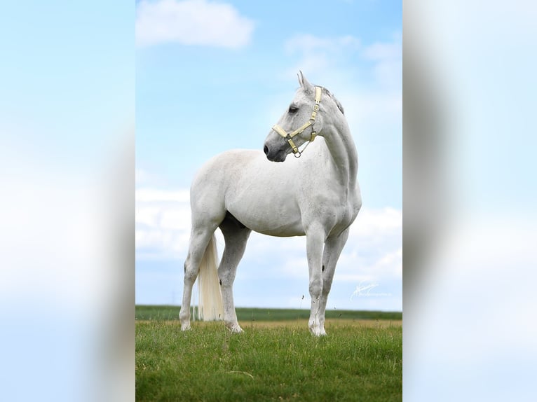 Wuerttemberg Gelding 15 years 16,1 hh Grey in Nidda