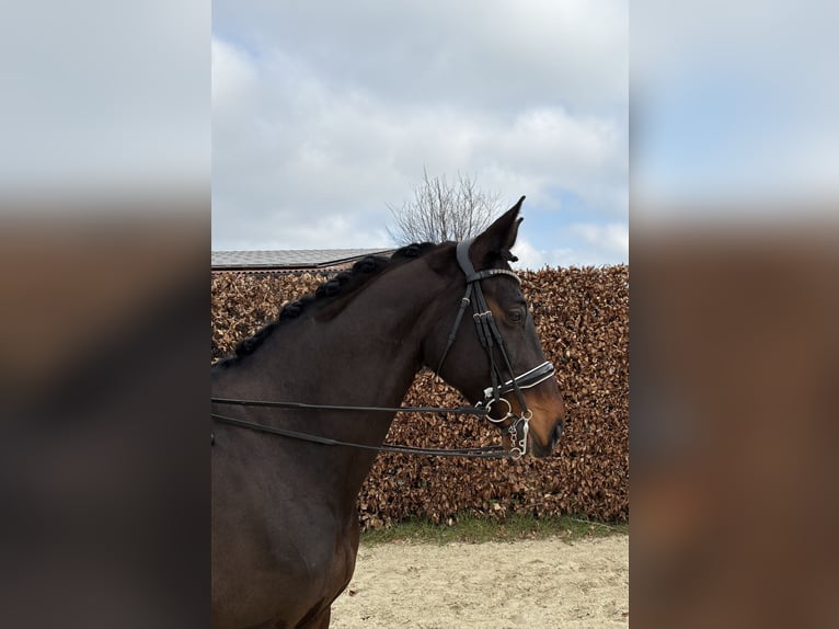 Wuerttemberg Gelding 15 years 16,2 hh Bay-Dark in Warendorf