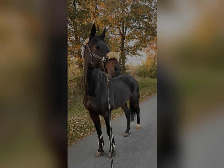 Wuerttemberg Gelding 15 years 16,2 hh Bay-Dark in Warendorf