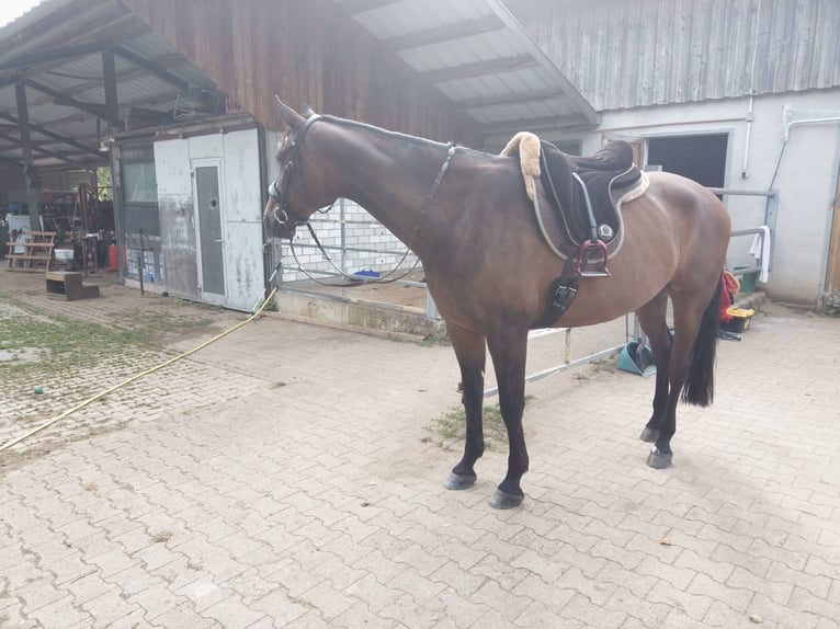 Wuerttemberg Gelding 15 years 16,2 hh Brown in Steinheim am Albuch