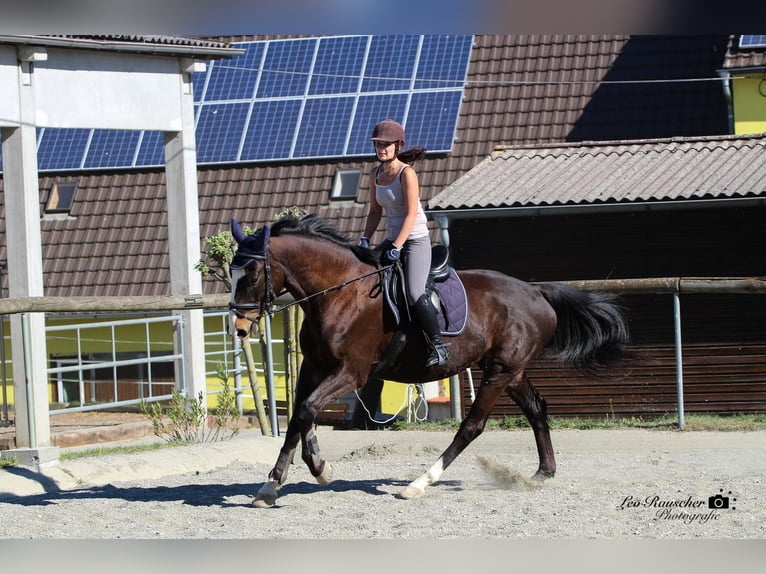 Wuerttemberg Gelding 15 years 16,3 hh Smoky-Black in Thierhaupten