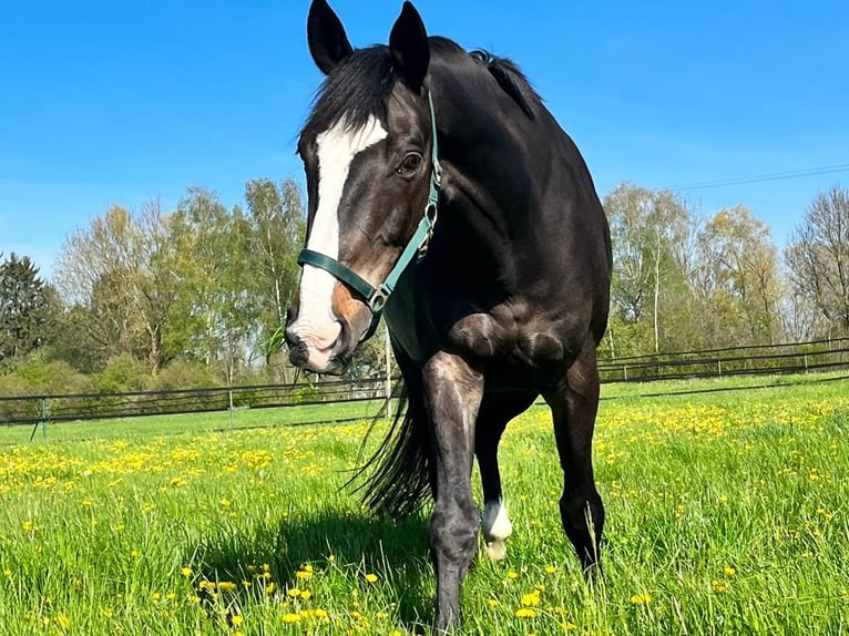 Wuerttemberg Gelding 15 years 16,3 hh Smoky-Black in Thierhaupten