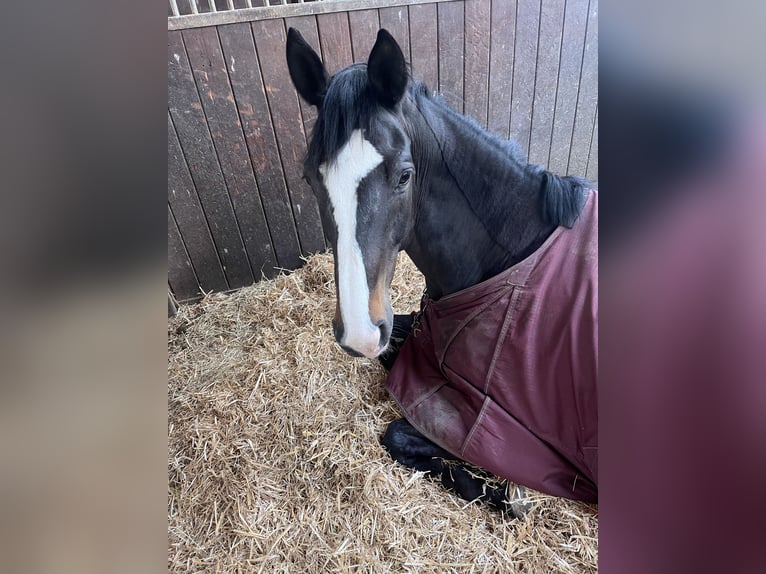 Wuerttemberg Gelding 15 years 16,3 hh Smoky-Black in Thierhaupten