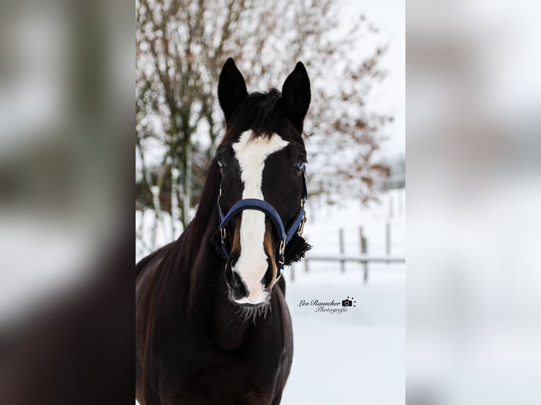 Wuerttemberg Gelding 15 years 16,3 hh Smoky-Black in Thierhaupten