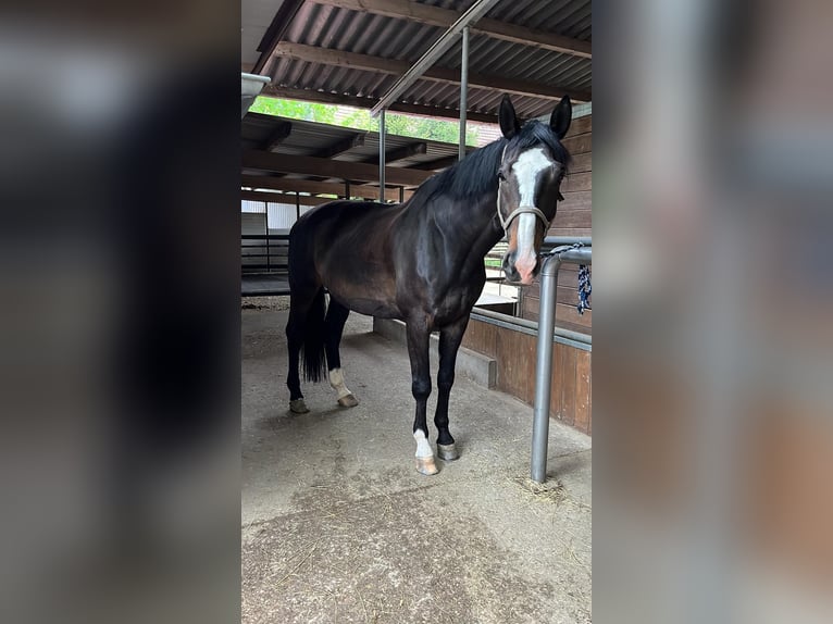 Wuerttemberg Gelding 15 years 16,3 hh Smoky-Black in Thierhaupten