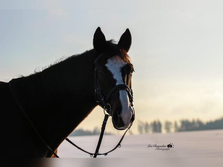 Wuerttemberg Gelding 15 years 16,3 hh Smoky-Black in Thierhaupten