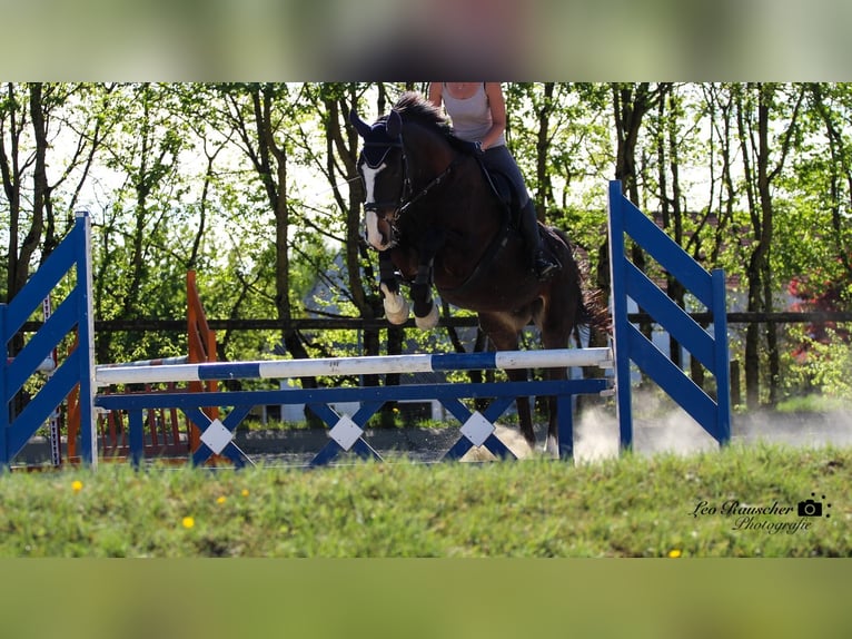 Wuerttemberg Gelding 15 years 16,3 hh Smoky-Black in Thierhaupten