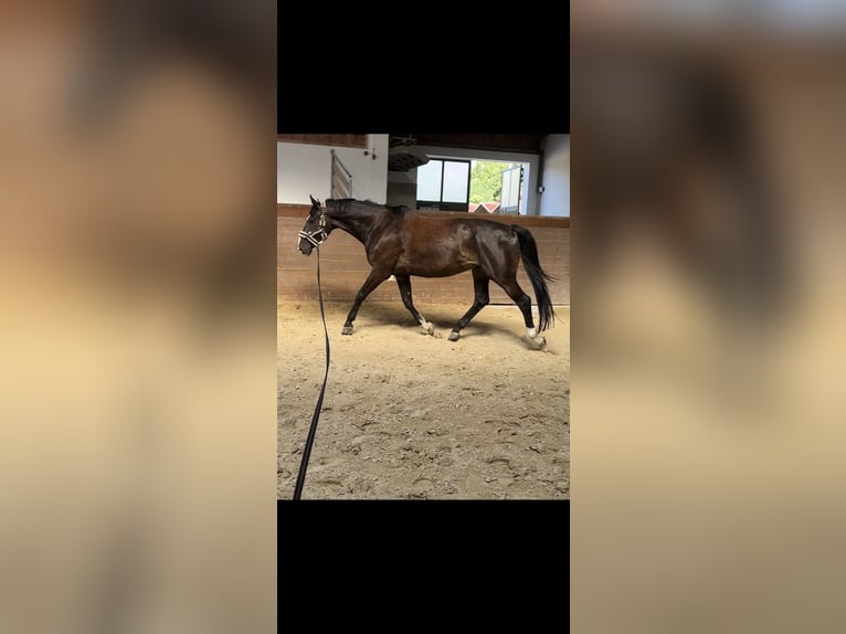 Wuerttemberg Gelding 15 years 16,3 hh Smoky-Black in Thierhaupten