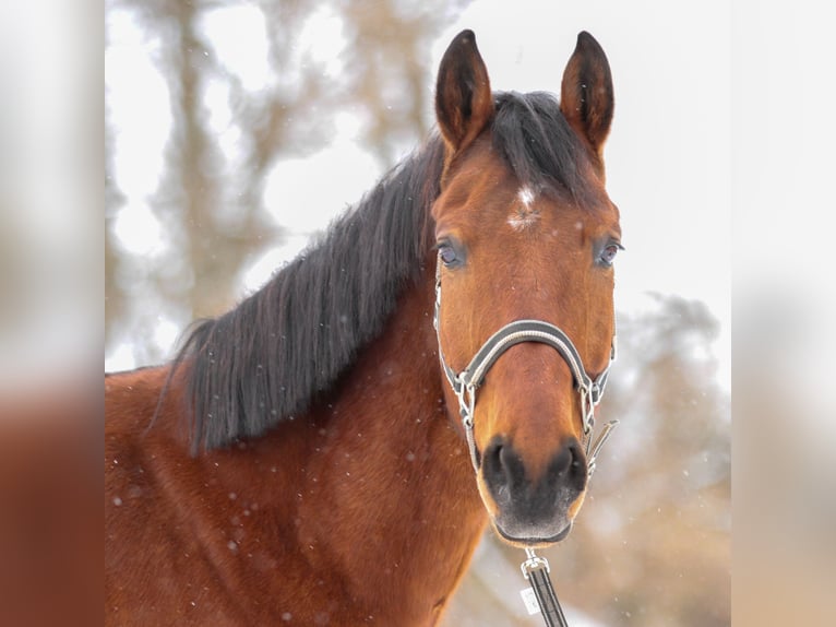 Wuerttemberg Gelding 15 years 17,1 hh in Sauerlach