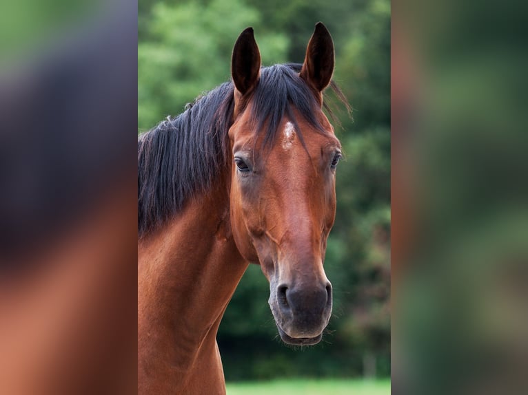 Wuerttemberg Gelding 15 years 17,1 hh in Sauerlach