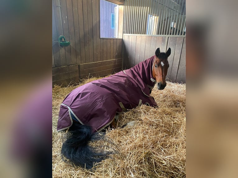 Wuerttemberg Gelding 15 years 17 hh Brown in Bietigheim-Bissingen