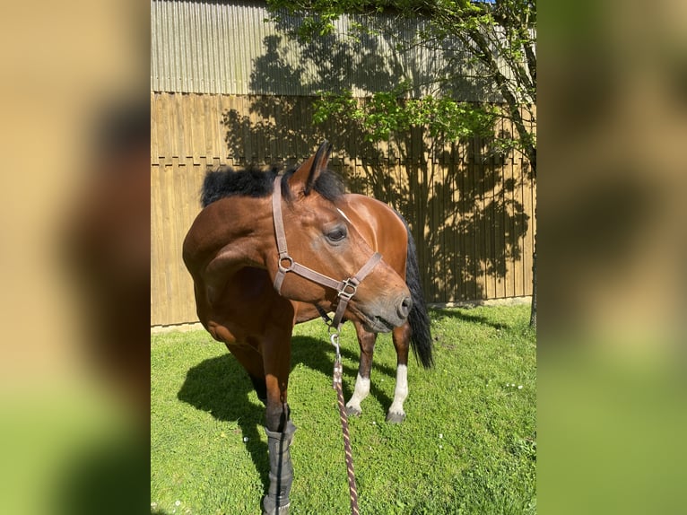 Wuerttemberg Gelding 15 years 17 hh Brown in Bietigheim-Bissingen