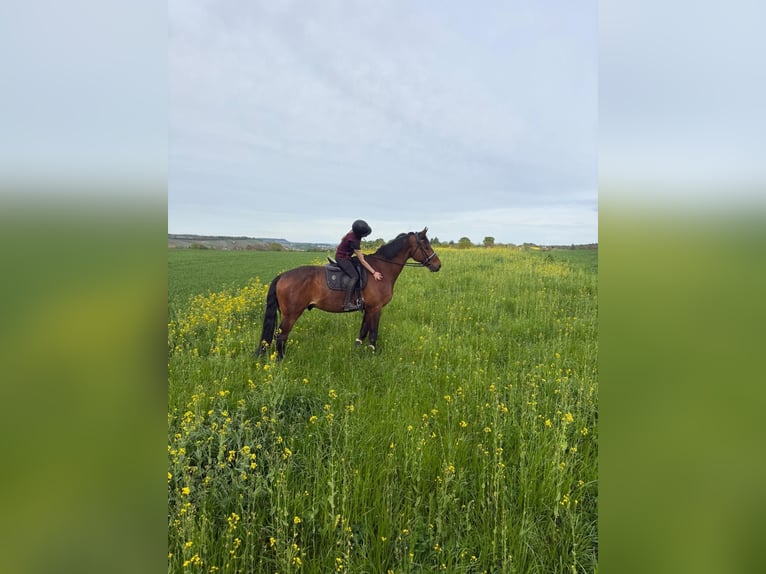 Wuerttemberg Gelding 15 years 18.1 hh Brown in Bruchsal