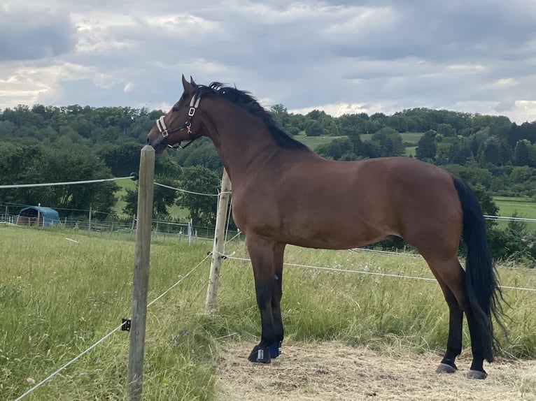 Wuerttemberg Gelding 15 years 18.1 hh Brown in Bruchsal
