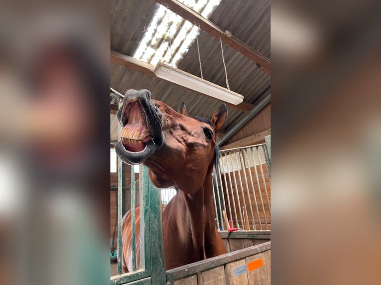 Wuerttemberg Gelding 15 years 18.1 hh Brown in Bruchsal