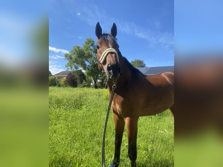 Wuerttemberg Gelding 15 years 18.1 hh Brown in Bruchsal