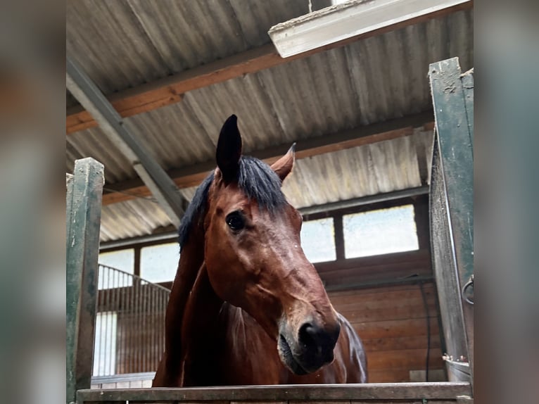 Wuerttemberg Gelding 15 years 18.1 hh Brown in Bruchsal