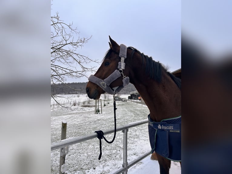 Wuerttemberg Gelding 15 years 18,1 hh Brown in Bruchsal