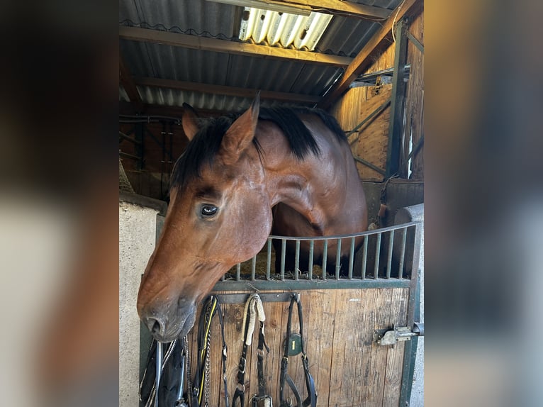 Wuerttemberg Gelding 15 years 18,1 hh Brown in Bruchsal