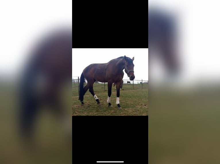 Wuerttemberg Gelding 15 years 18,1 hh Brown in Bruchsal