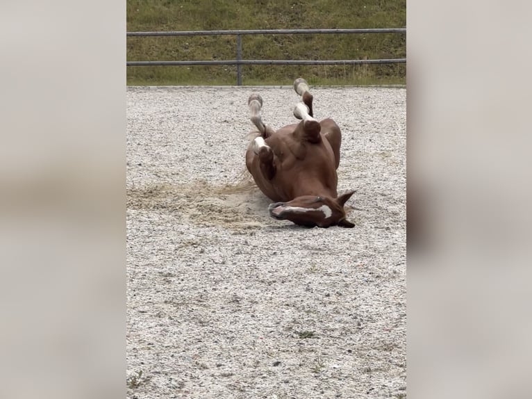 Wuerttemberg Gelding 16 years 15,2 hh Chestnut-Red in Perg