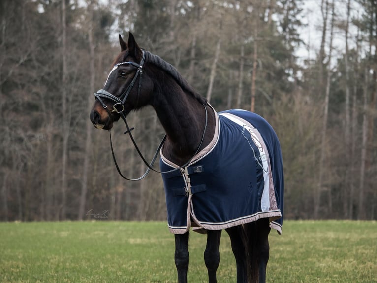 Wuerttemberg Gelding 16 years 16.1 hh Bay-Dark in Pfullingen