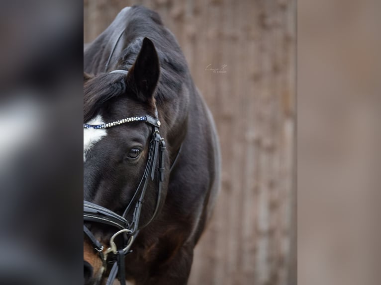 Wuerttemberg Gelding 16 years 16.1 hh Bay-Dark in Pfullingen