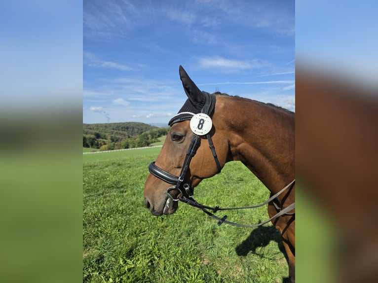 Wuerttemberg Gelding 16 years 16.1 hh Brown in Lauchringen