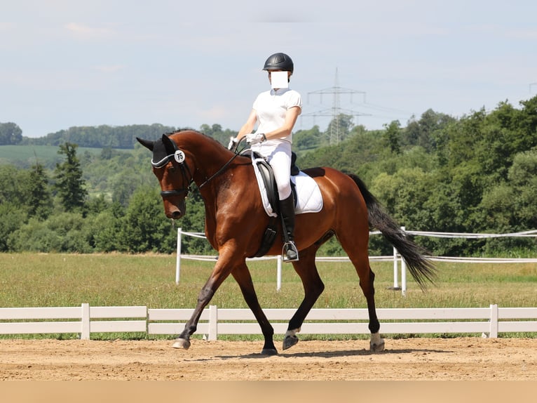Wuerttemberg Gelding 16 years 16.1 hh Brown in Lauchringen
