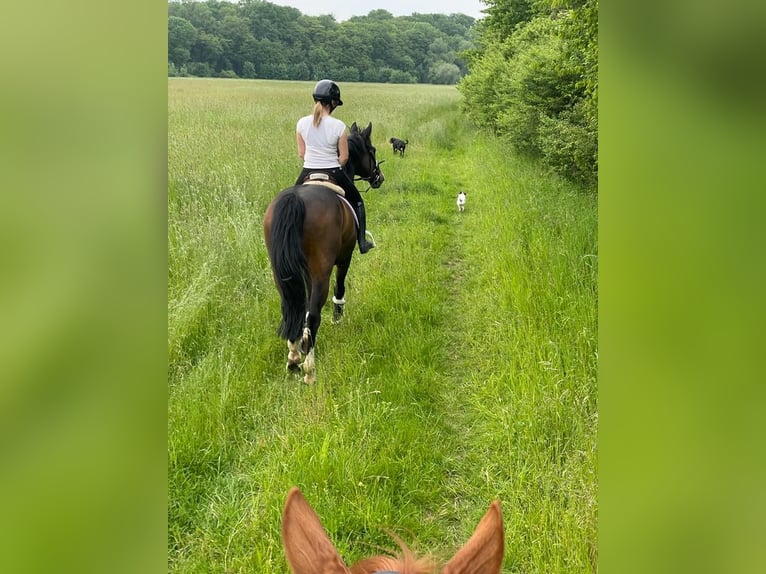 Wuerttemberg Gelding 16 years 16 hh Bay-Dark in Minden