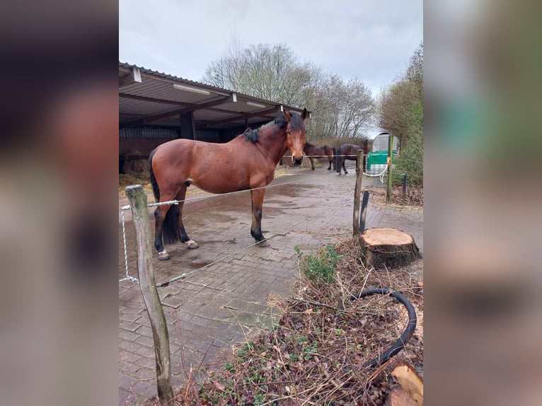 Wuerttemberg Gelding 16 years 16 hh Brown in Offenburg