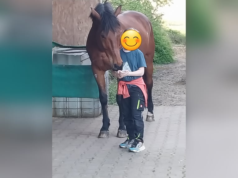 Wuerttemberg Gelding 16 years 16 hh Brown in Offenburg