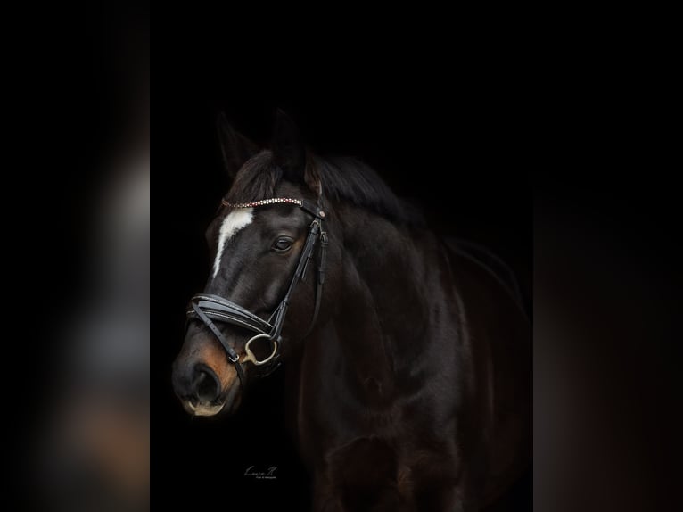 Wuerttemberg Gelding 16 years 16,1 hh Bay-Dark in Pfullingen