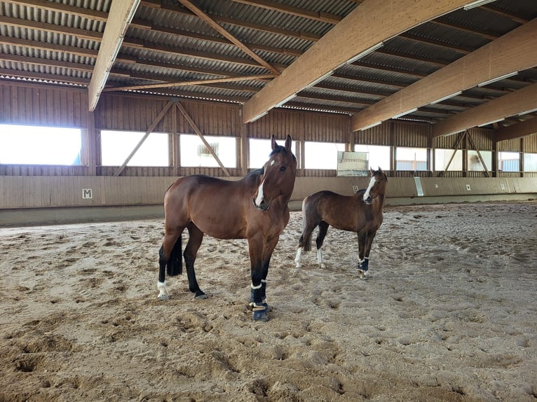 Wuerttemberg Gelding 16 years 16,3 hh Brown in Aalen