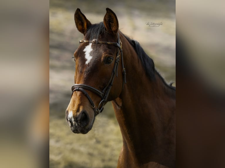 Wuerttemberg Gelding 16 years 17.1 hh  in BiebergemündB