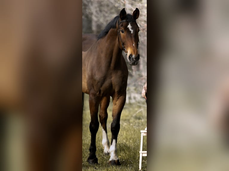 Wuerttemberg Gelding 16 years 17.1 hh  in BiebergemündB
