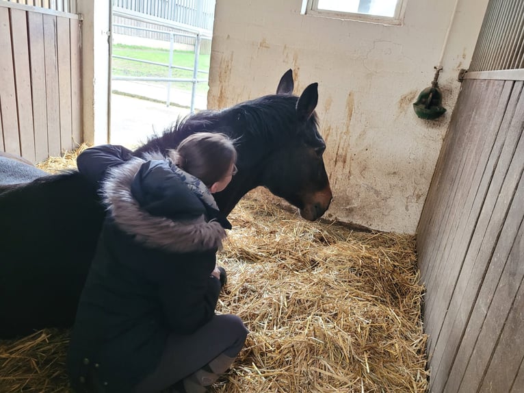 Wuerttemberg Gelding 16 years 17 hh Brown in Wernau