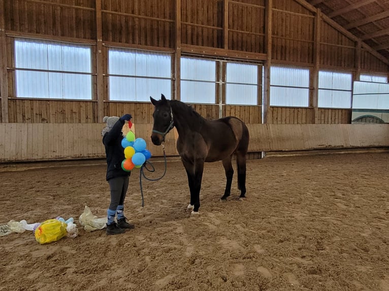 Wuerttemberg Gelding 16 years 17 hh Brown in Wernau